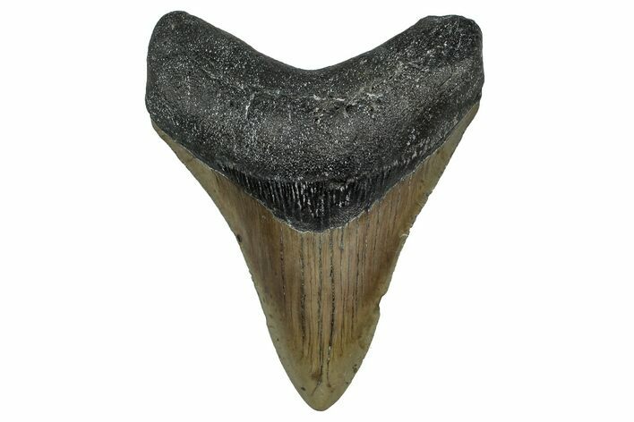 Serrated, Fossil Megalodon Tooth - North Carolina #355858